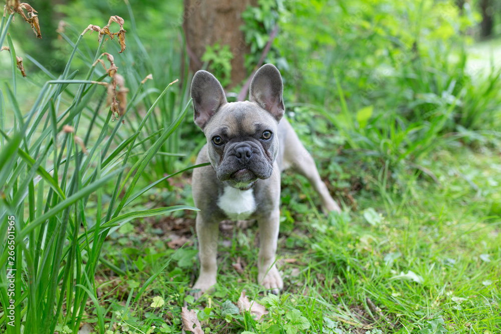 french bulldog blue - Französische Bulldogge Welbe french bulldog blue - Französische Bulldogge Welbe