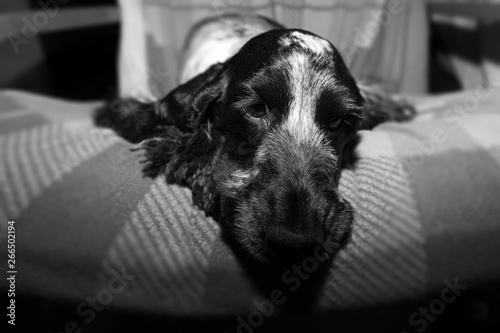 Sorrowfull English Cocker Spaniel is lying on a chair photo