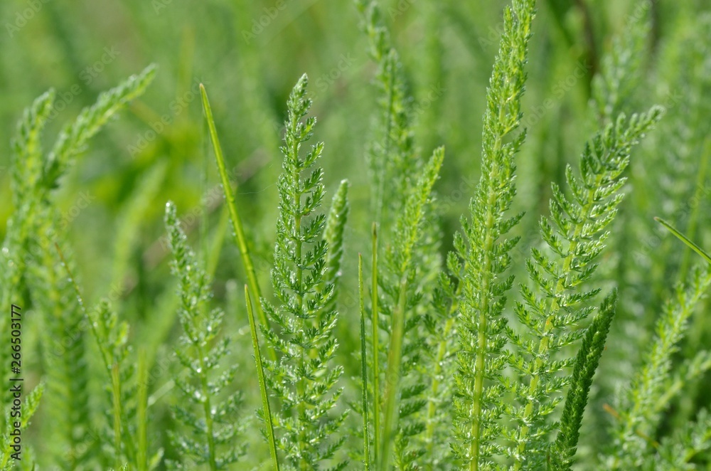 Green grass of exotic species in the spring meadow Green grass of exotic species in the spring meadow