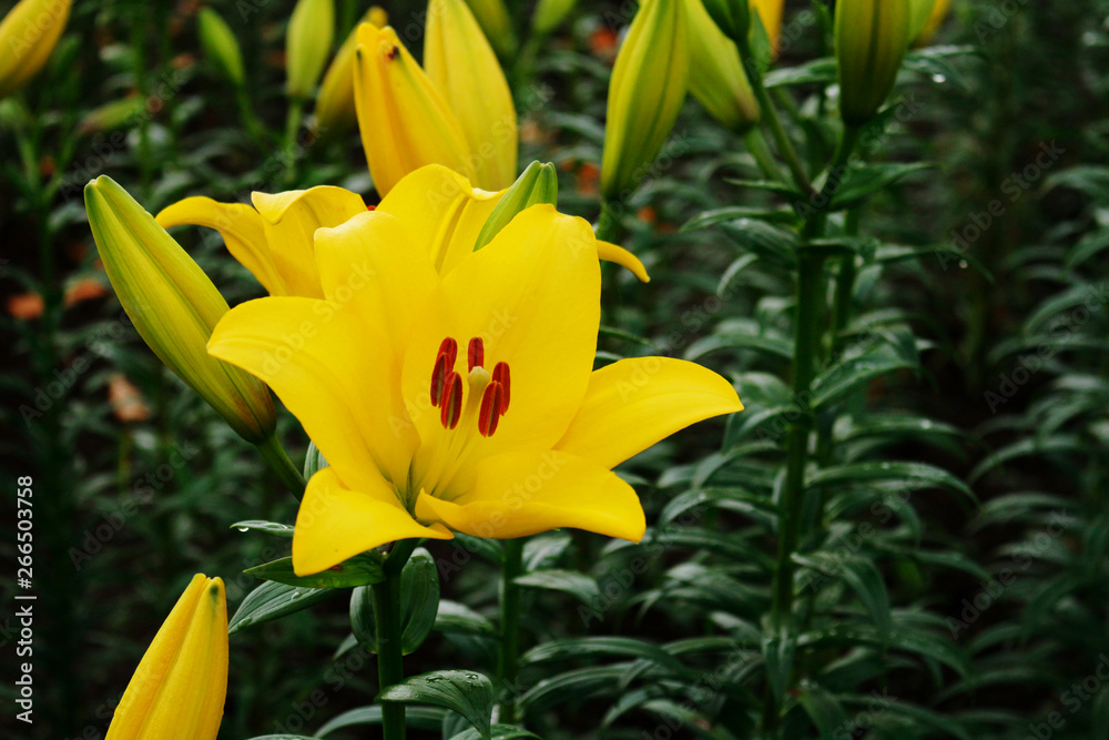 Yellow lily flower,celada - It is called “Yuri” in Japan. Yellow lily flower,celada - It is called “Yuri” in Japan.