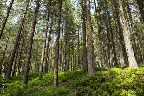 trees in the green forest