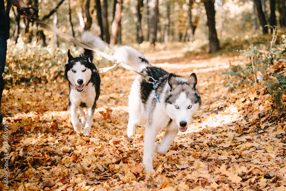 Two husky puppies in an autumn park