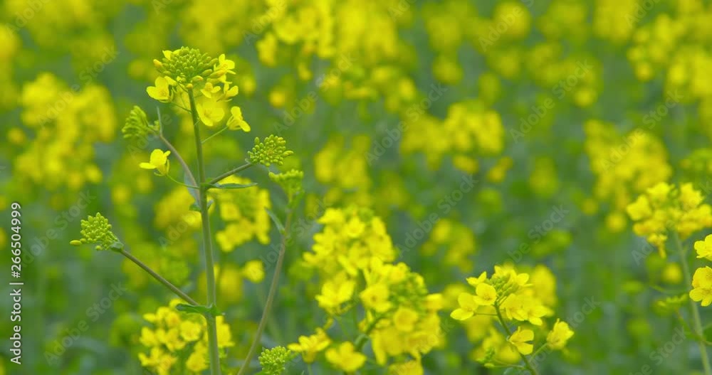 Beautiful blooming rapeseed plants - close-up - ProRes Beautiful blooming rapeseed plants - close-up - ProRes