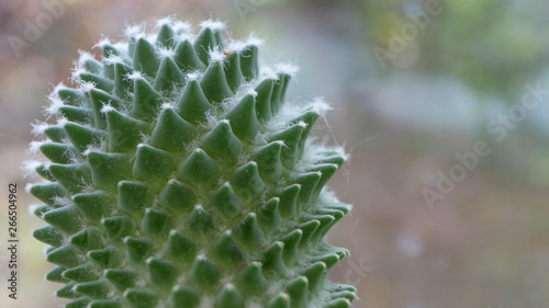 Cactus in front of window. close up.