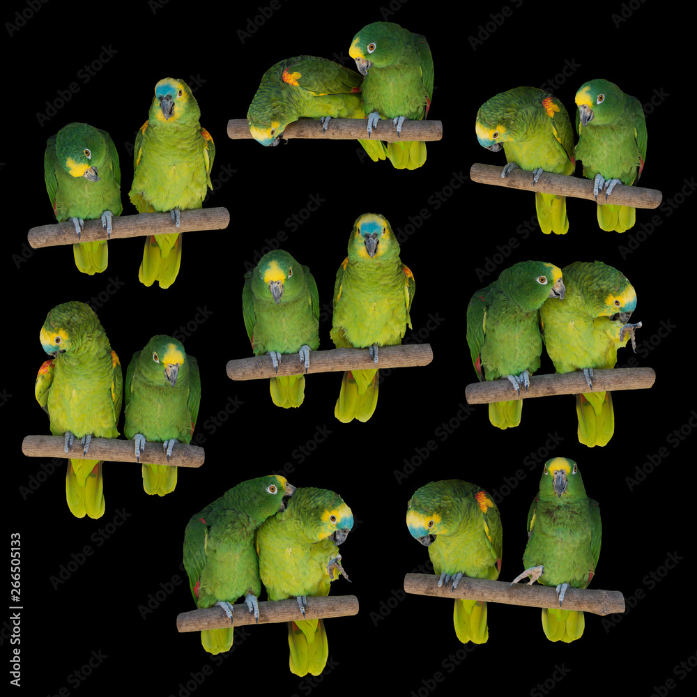 Yellow-crowned green amazon parrots couple set, birds tropical kit on black  background Stock Photo | Adobe Stock