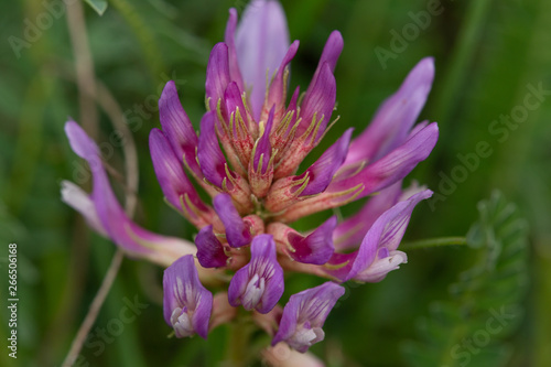 Macrophotographie de fleur sauvage - Astragalus monspessulanus