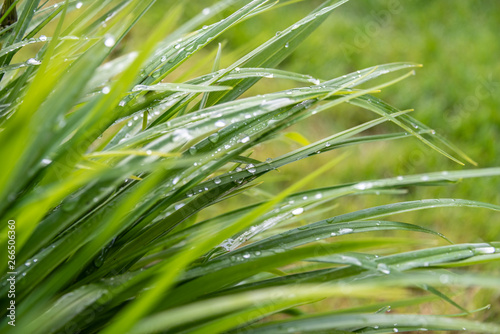 Following a heavy rain shower, small water droplets nestle precariously on a thatch of reeds.