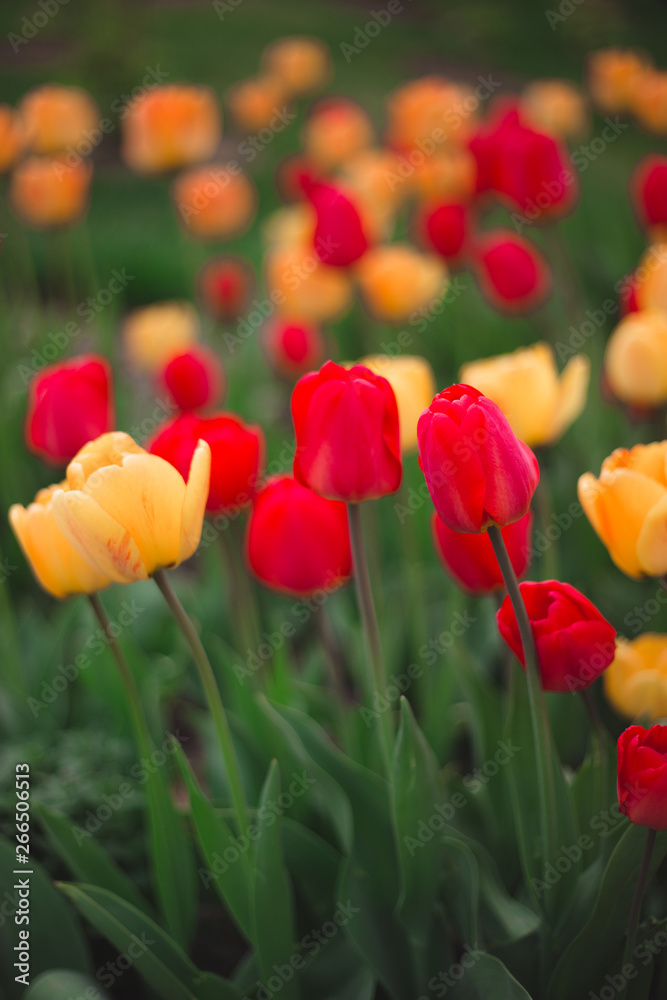 Close-up of multicolored yellow and red tulips flowers in the park