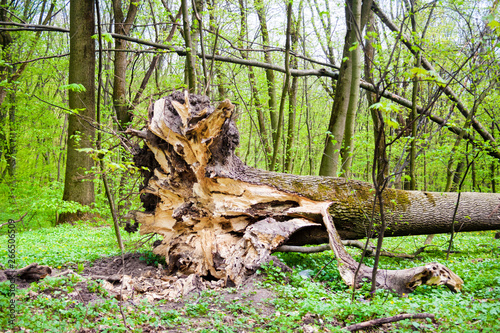 Fallen tree in spring forest with roots in the foreground