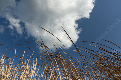 reeds against a blue sky with white clouds