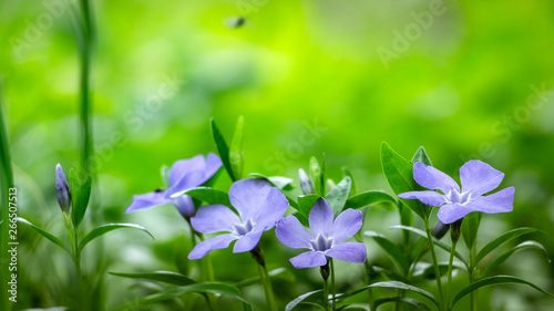 close up periwinkle flowers growing in the meadow