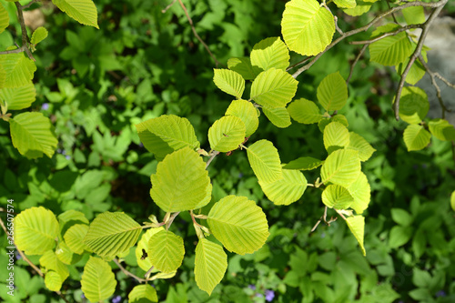 Alder branch sulfur golden (Alnus incana aurea Dipp.) photo