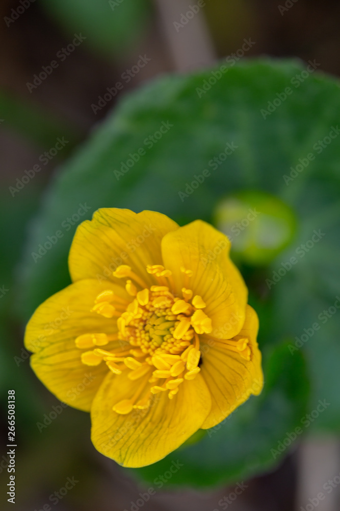 Macrophotographie de fleur sauvage - Caltha palustris Macrophotographie de fleur sauvage - Caltha palustris