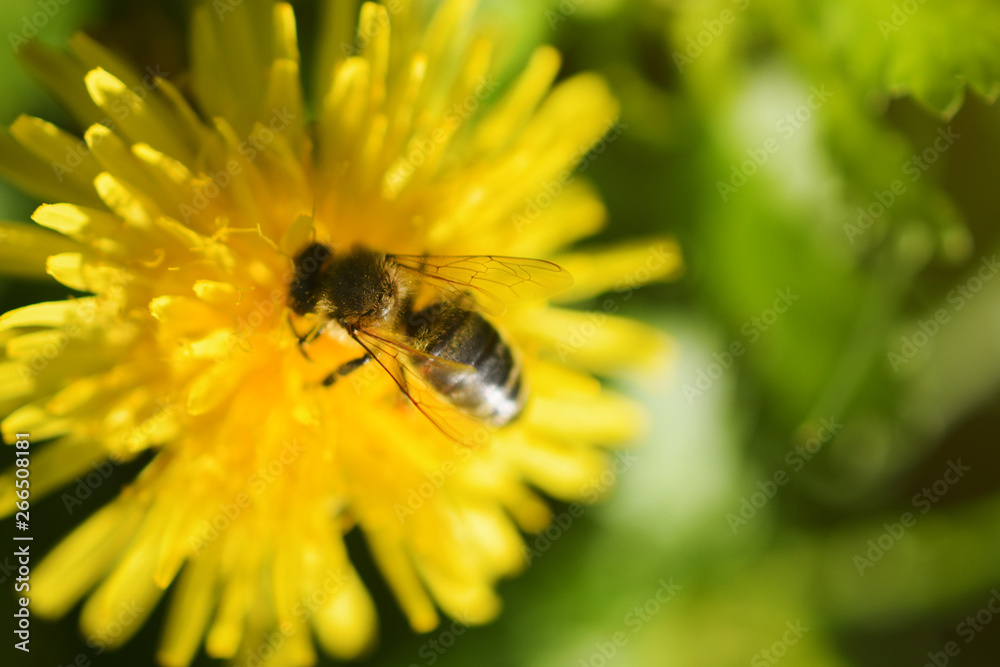Yellow flower close up,nature background Yellow flower close up,nature background