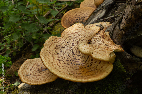 wild mushrooms in a forest in İğneada, Turkey
