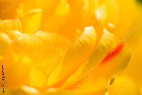 Yellow flower close up,nature background