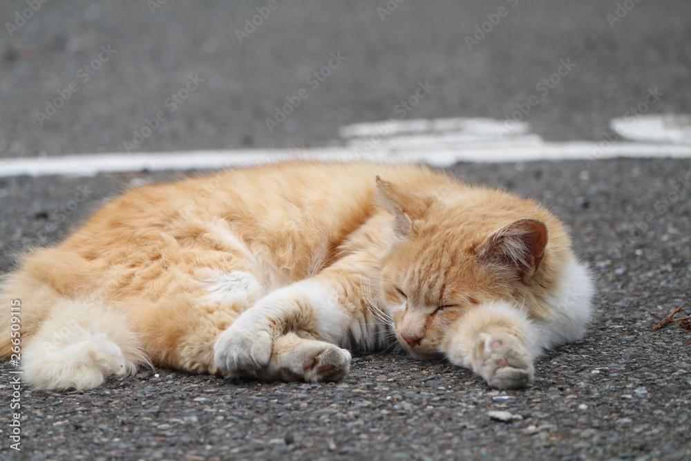 猫 猫
