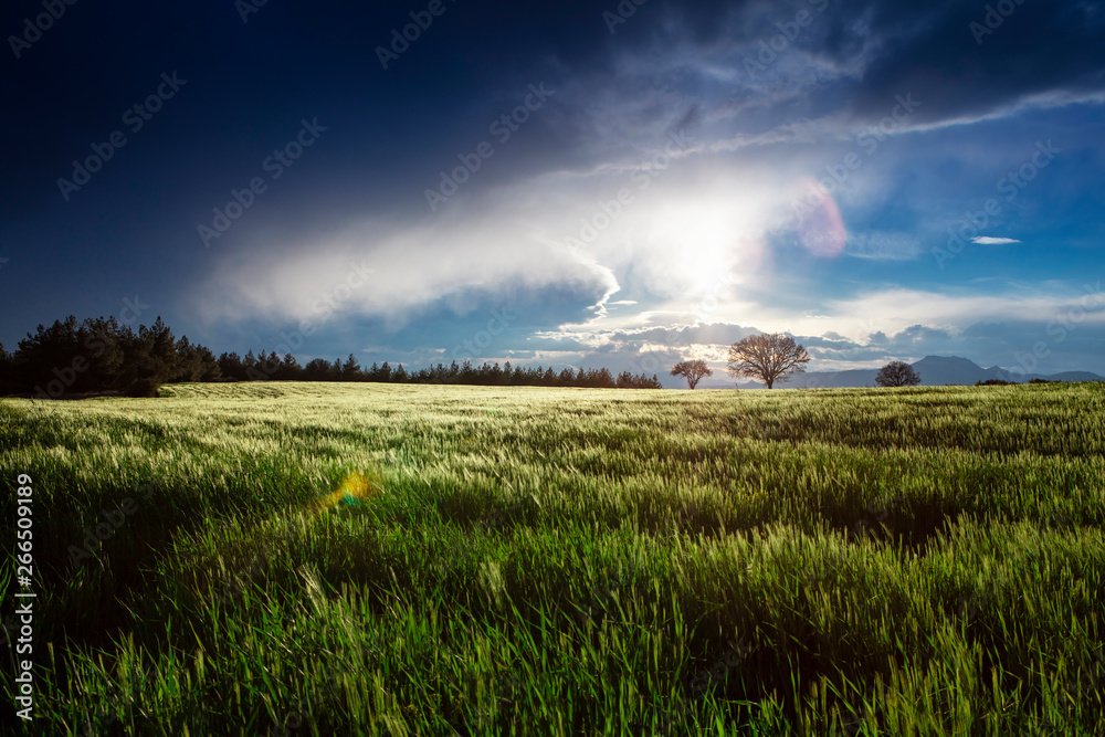 Green beet field and sun on blue sky. Agricultural landscape Green beet field and sun on blue sky. Agricultural landscape