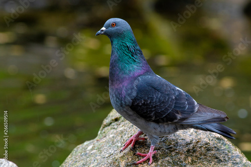 Pigeon