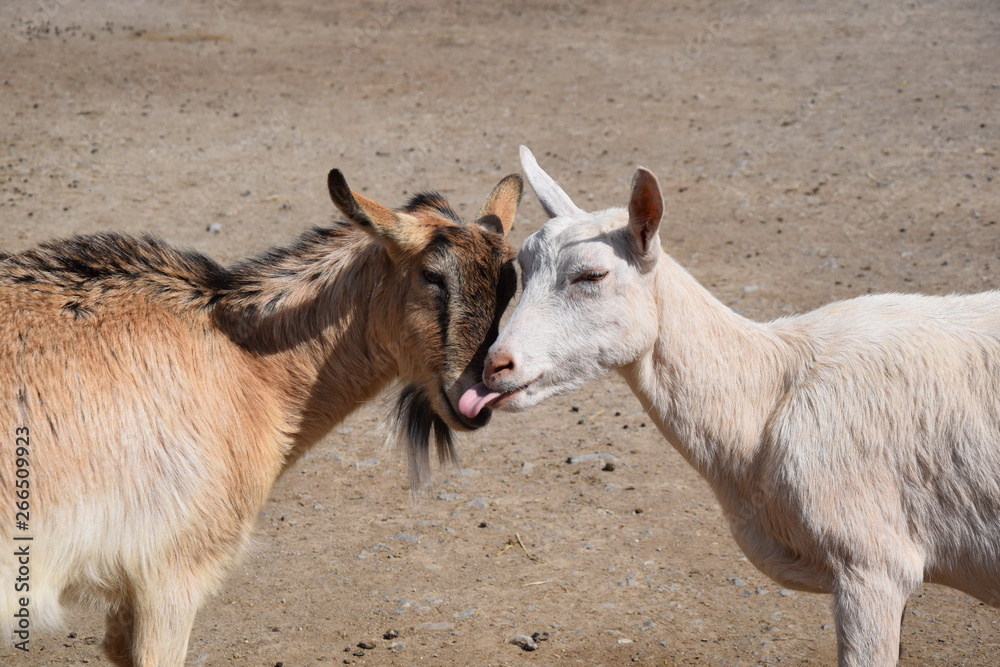 Obraz premium Cute Couple of Cuddling Goats