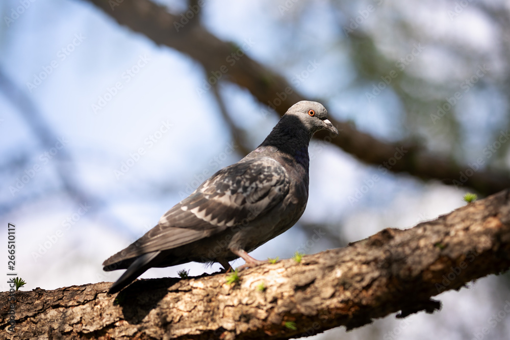 A common pigeon is sitting on a tree branch. Blue blurred background. A common pigeon is sitting on a tree branch. Blue blurred background.