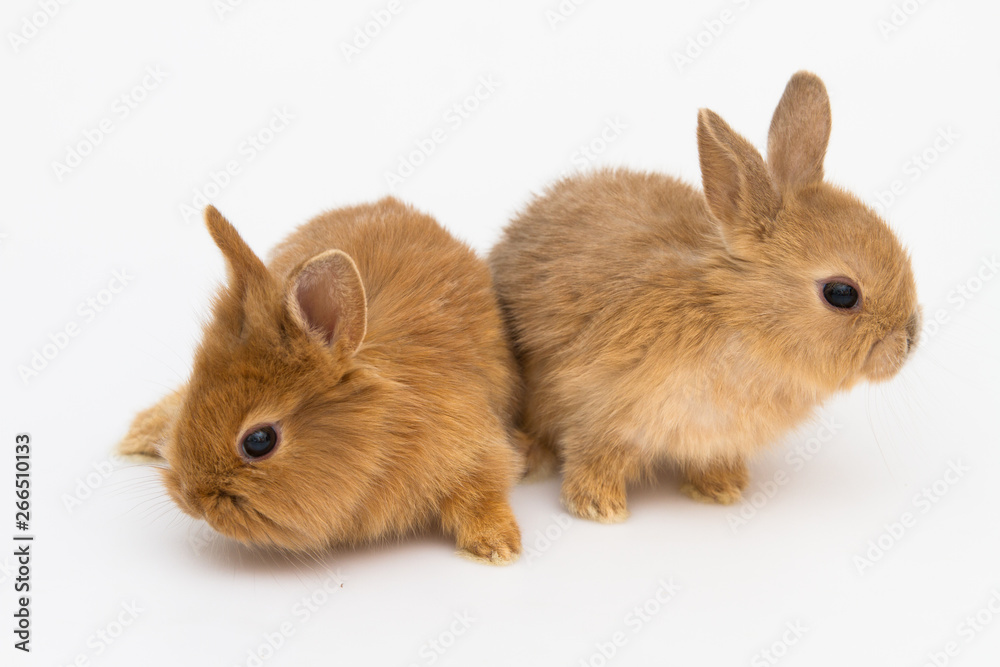 Bunny funny rabbits Bunny funny rabbits