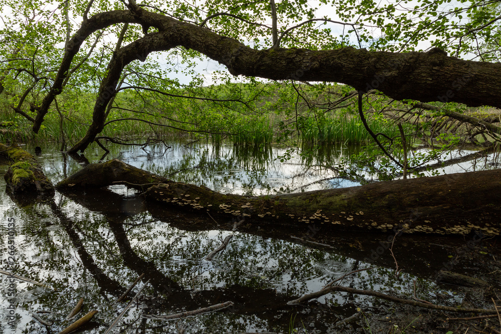 fallen trees in the Hamam Lake in the wetlands of İğneada, Turkey
