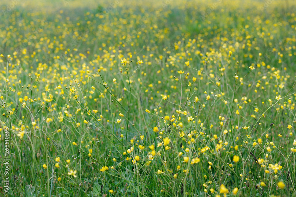 Obraz premium field with yellow flowers
