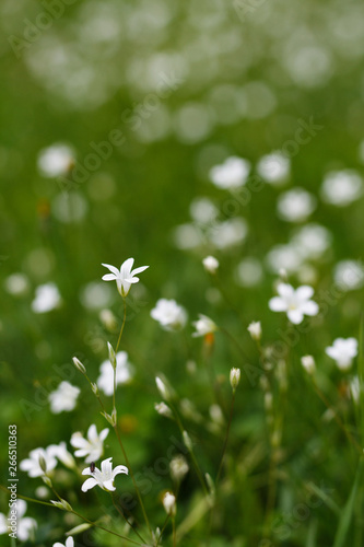 field with white flowers on green background © Stefan