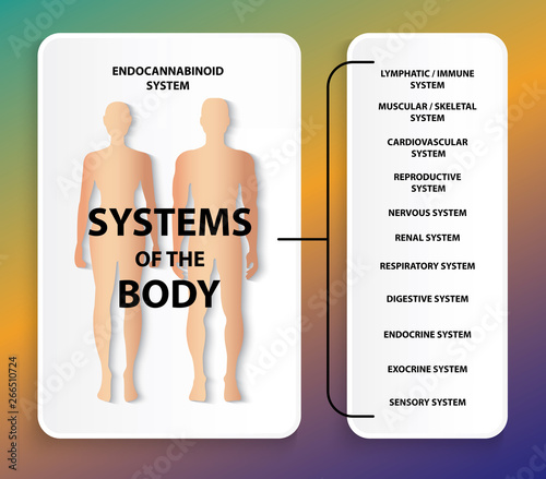 humen endocannabinoid system