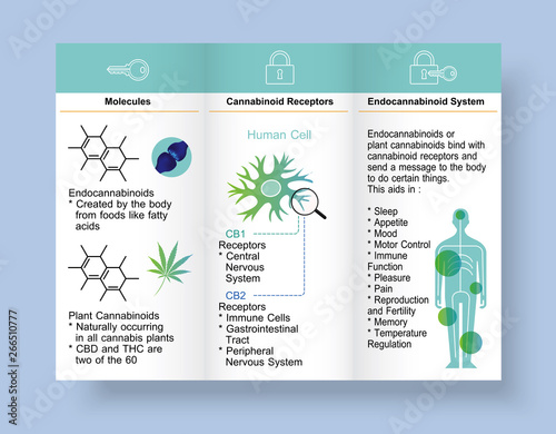 human endocannabinoid system is CB1,CB2 and affects the human body and brain,vector infographic on blue background.