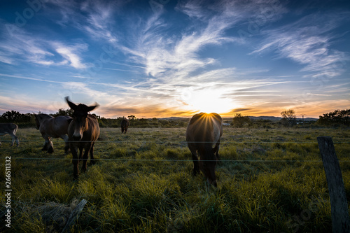 Coucher de soleil devant des chevaux et un âne à Soual, dans le Tarn, Occitanie © Yannick