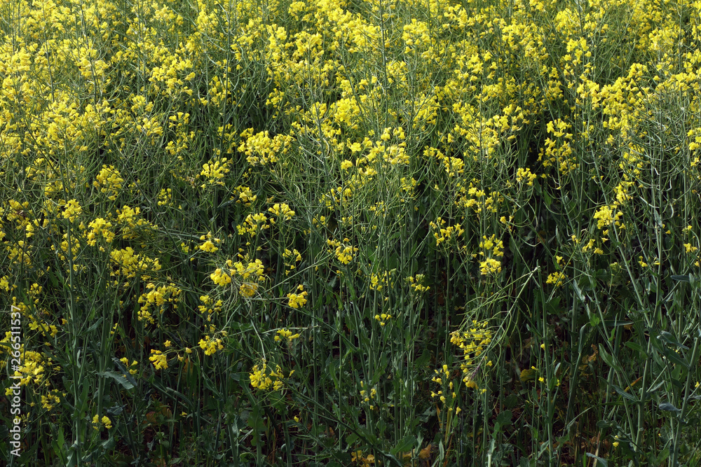 Obraz premium field of yellow flowers