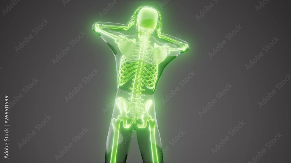 human skeleton radiography medical scan human skeleton radiography medical scan
