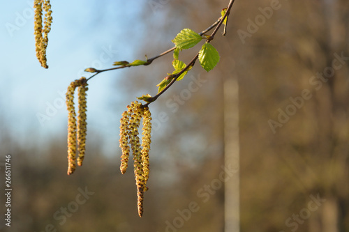 The first young spring green leaves and earrings of birch against the background of trees and blue sky. Springtime awakening and blooming of nature