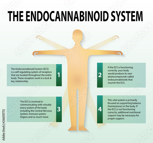 human endocannabinoid system,effect on body,vector infographic on white background.