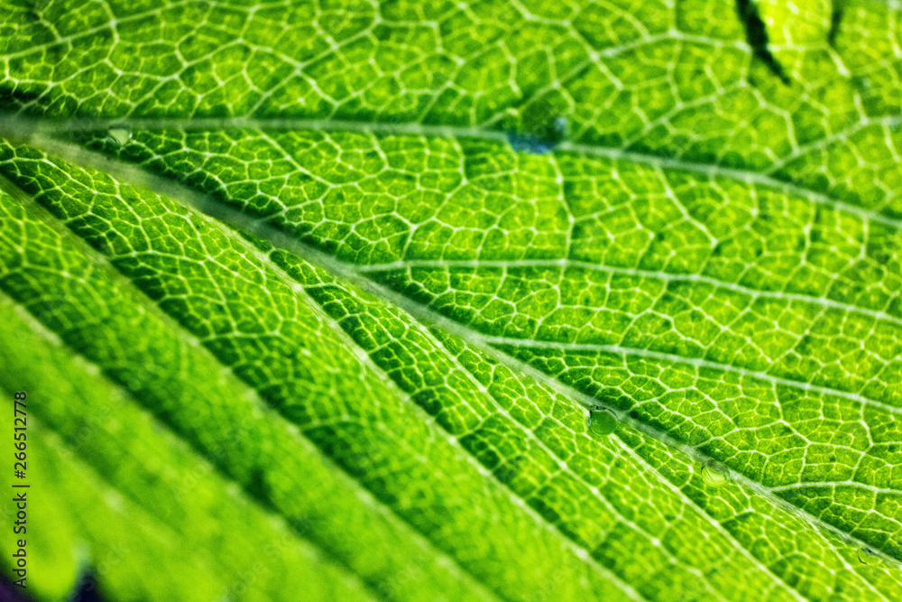 Blatt Adern Chlorophyll Blatt Adern Chlorophyll