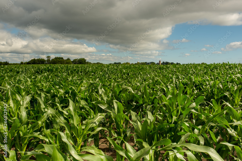 Cornfield with cloudy blue sky