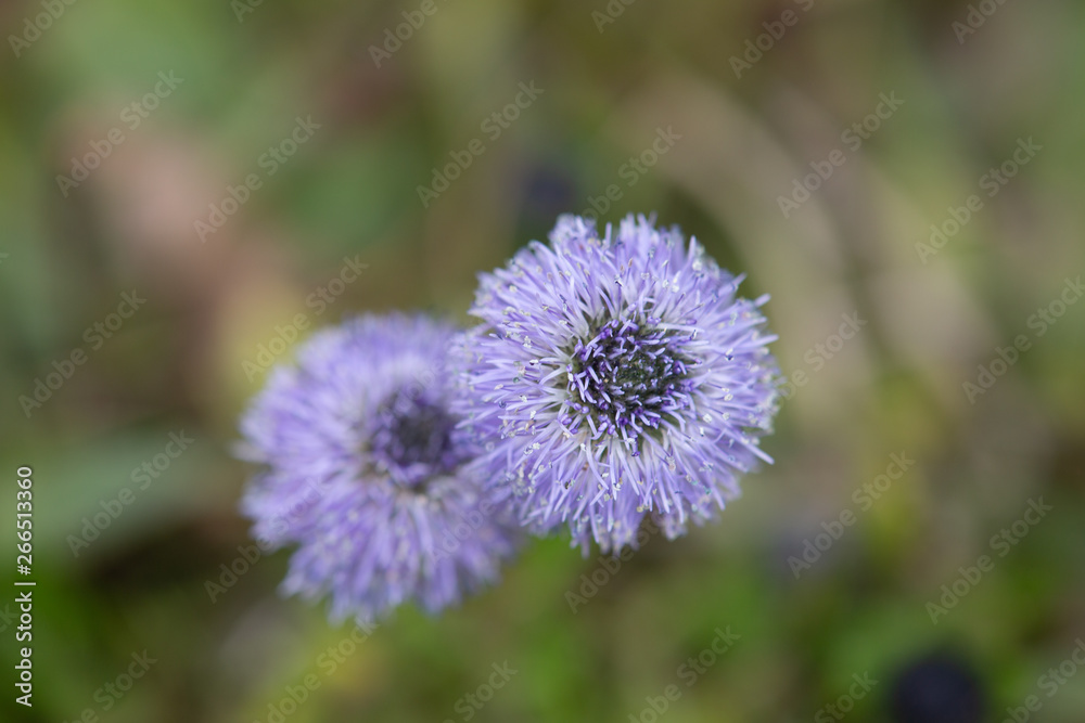 Macrophotographie de fleur sauvage - Globularia bisnagarica Macrophotographie de fleur sauvage - Globularia bisnagarica