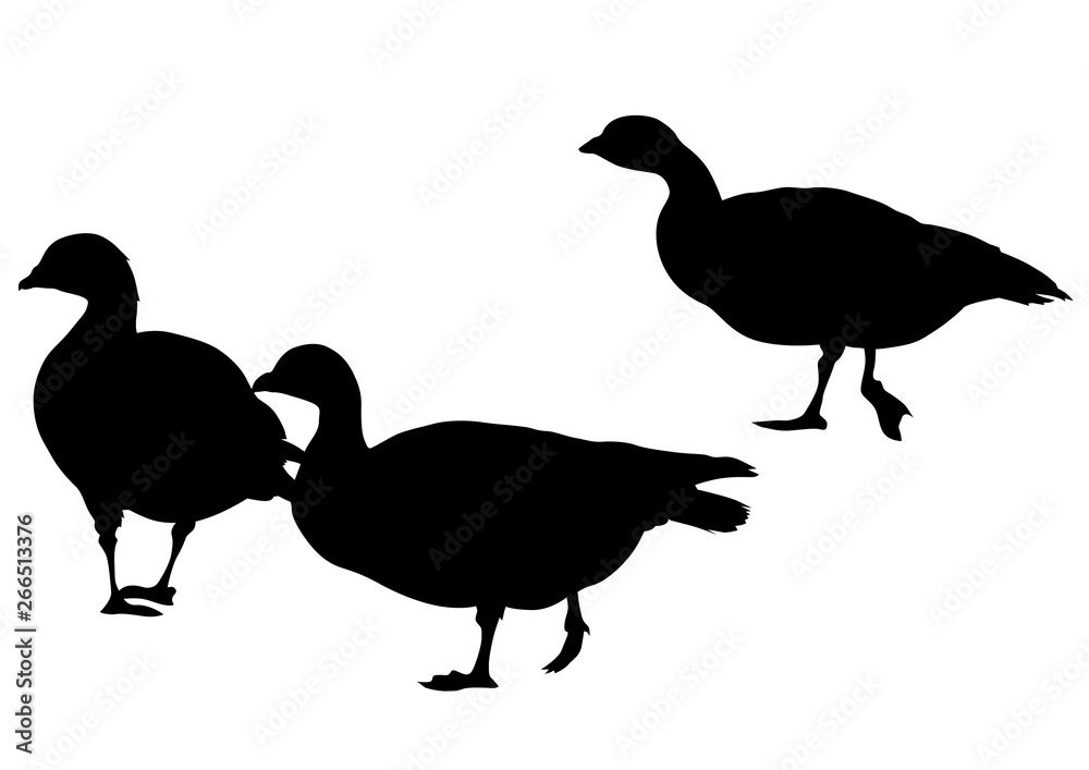 Wild ducks flock on white background Wild ducks flock on white background