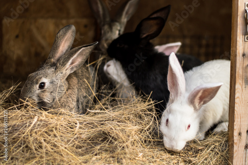 rabbit in the grass