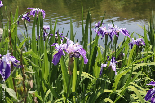 水辺に咲いているアヤメの花