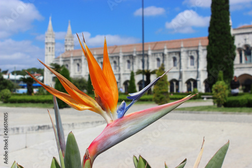 Exotic tropical flower of Strelitzia in front of Mosteiro dos Jernimos, Lisbon, Portugal