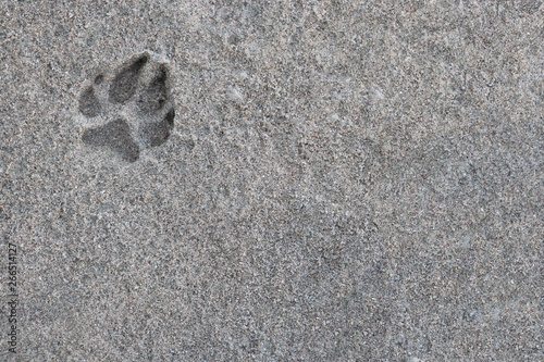 Abdruck der Pfote eines Hundes im Sand photo