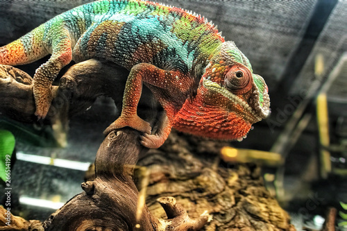 Colourful chameleon