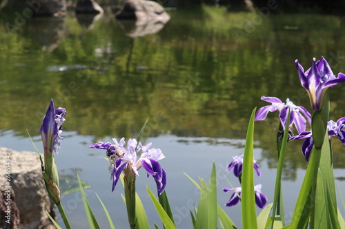 水辺に咲いているアヤメの花