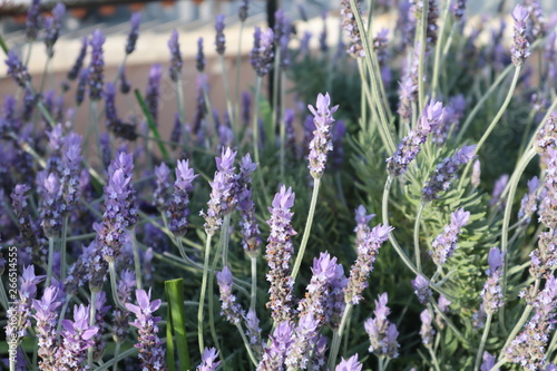 ラベンダーの花