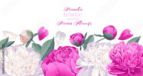 Vector horizontal border with white and pink peonies flowers on white background. Spring theme background. Hand drawn, vector, botanical floral design in realistic style. Vector illustration.