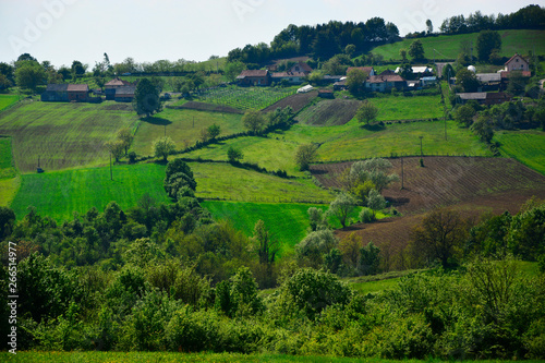 view of rice fields