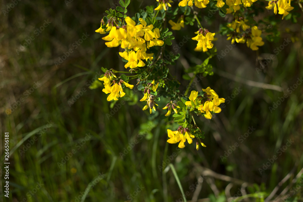 Yellow flower bush in a forest
